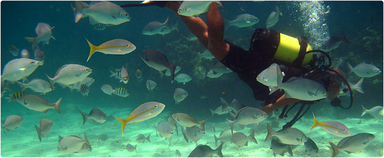 Jibacoa underwater show