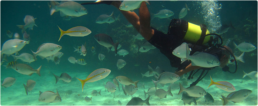 diving show