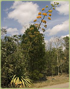 National Botanic Garden Agava