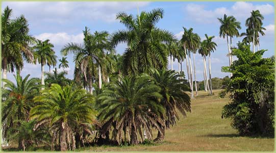 National Botanic Garden Havana