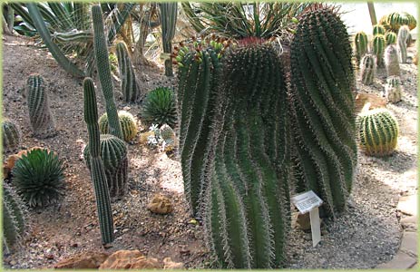 National Botanic Garden Havana