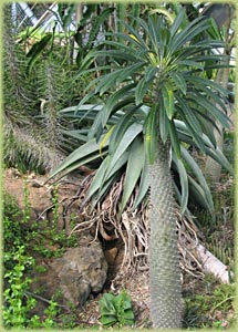 National Botanic Garden Havana