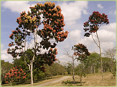 National Botanic Garden Havana