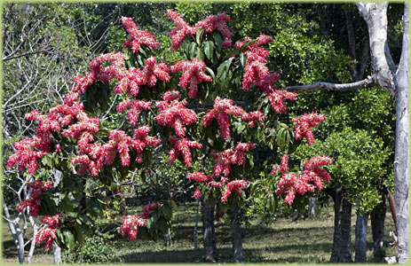 National Botanic Garden Havana