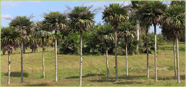 National Botanic Garden Havana