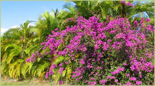 National Botanic Garden Havana