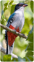 Cuban Trogon