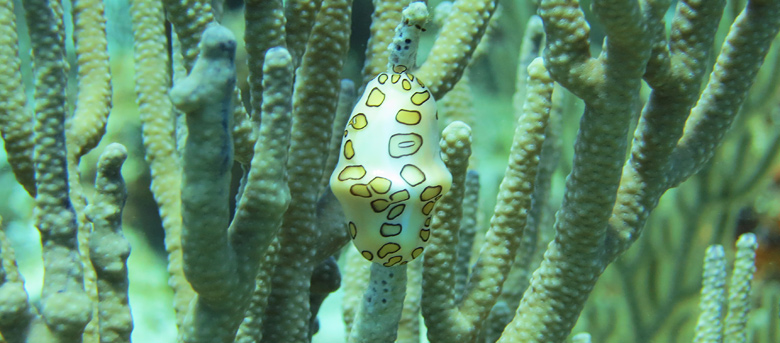 Diving in Cuba