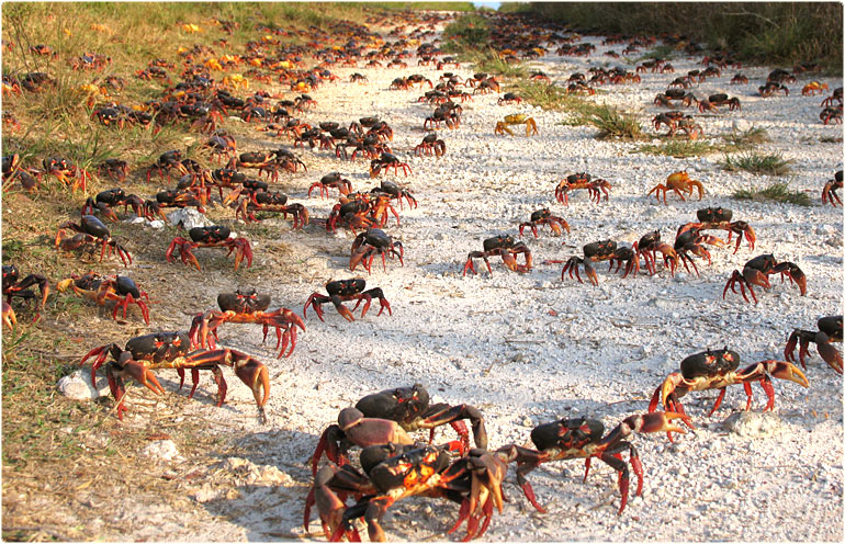 Crabs migrations