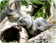 Cozumel iguana