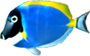 tripical fish