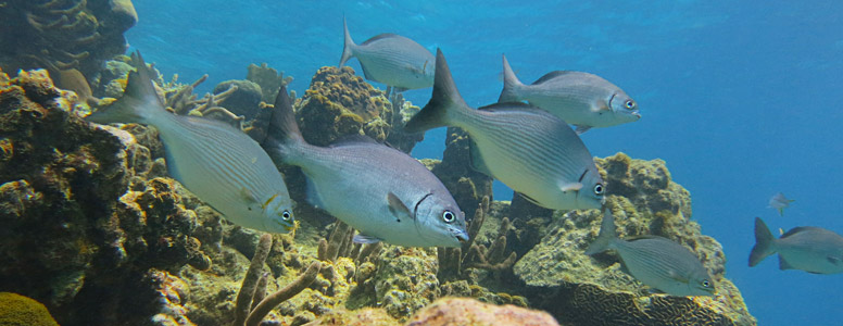 Cayo Largo Diving