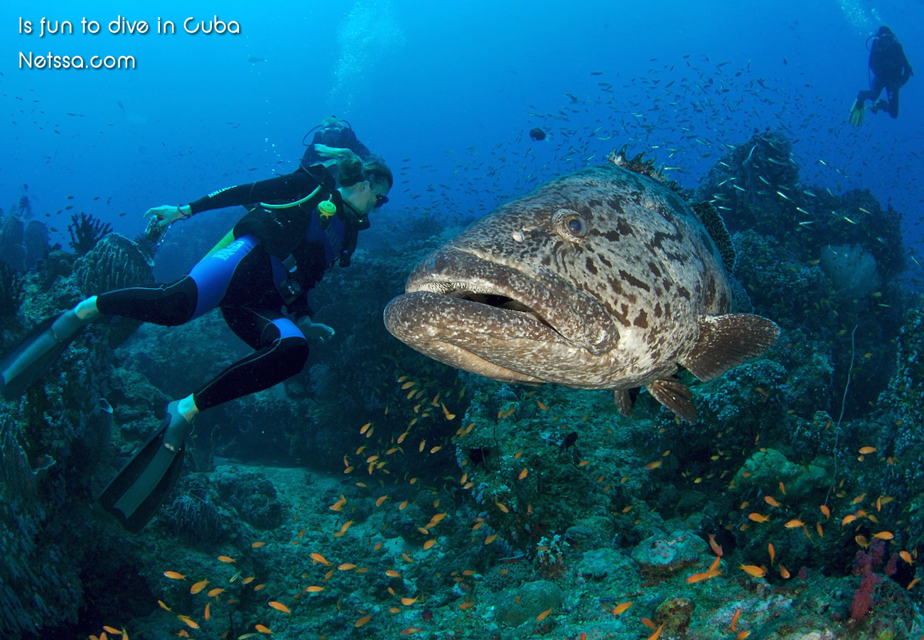 Diving is fun
