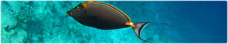 Cayo Santa Maria Snorkeling