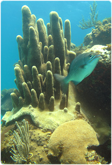 Coral Reef Jibacoa Cuba
