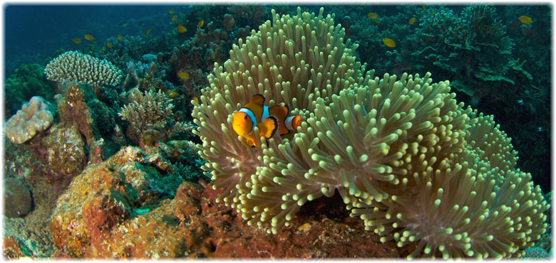 Enjoy Diving