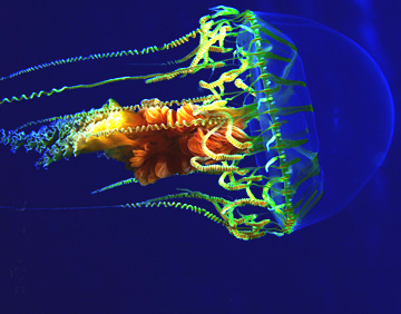 Maria La Gorda diving center