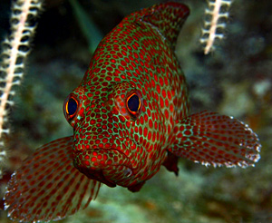 Cayo Santa Maria diving center