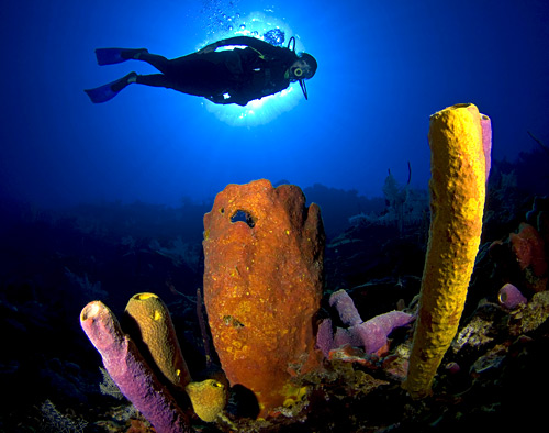Ancon diving center