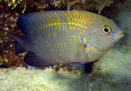 Bay of Pigs diving centers