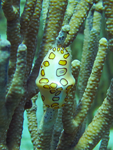 Marine life Cuba