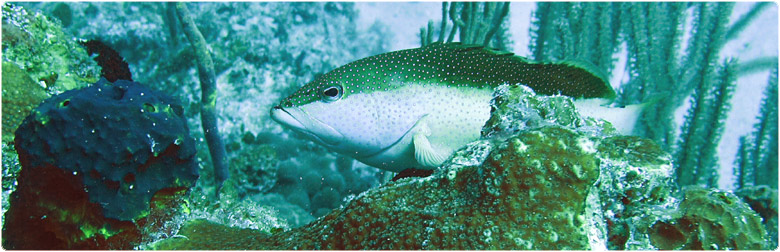 Scuba diving Santa Lucia