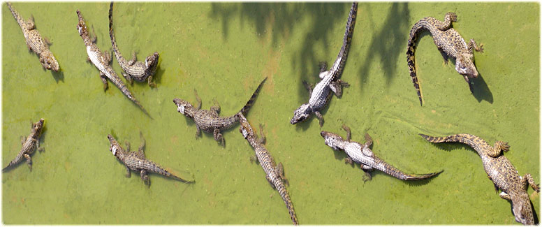 Crocodiles in Zapata National Park