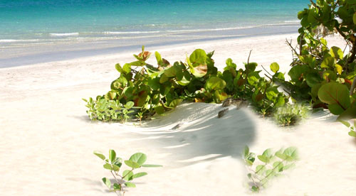 Havana beach