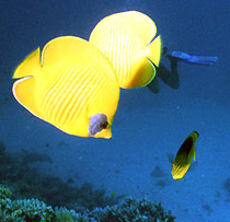 Diving Cayo Las Brujas