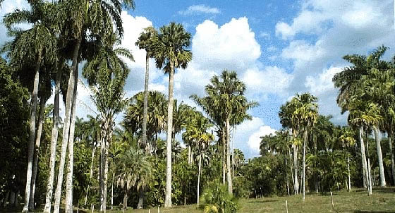 Cienfuegos botanic garden