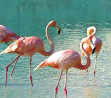 Cayo Coco Flamingos