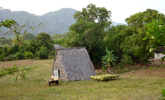 Tobacco farm