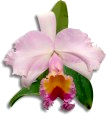 orchidia Soroa