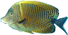 Scuba Diving Centers in Cuba