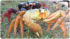 Crab Migration Video