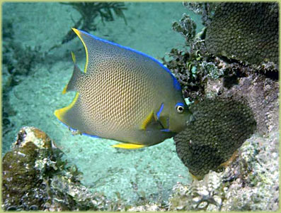 Cuba Diving