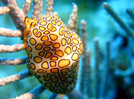 Maria la Gorda snorkeling