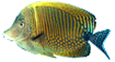 Snorkeling Cuba hotels