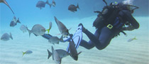 Diving in Varadero