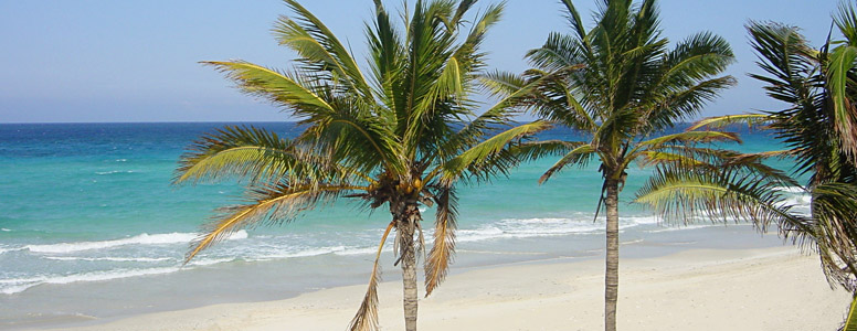 Beach palms