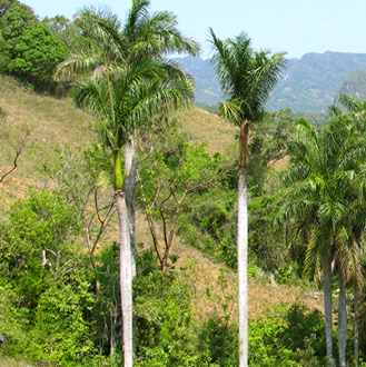 vinales panorama