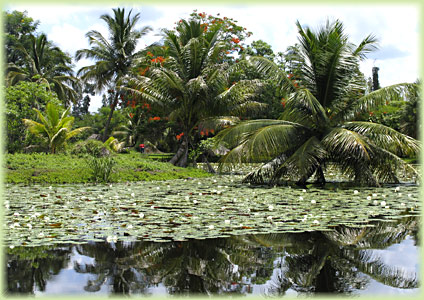 Zapata Cuba