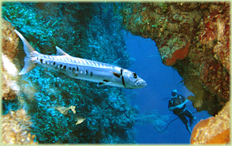 Diving Zapata Cuba